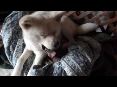 【秋田犬ゆうき】寒の戻り具合が絶妙で伸び寝をしてたらお散歩の時間で慌てて身支度する【akita dog】