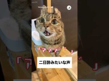 あ”あ”あ”…｜PECO