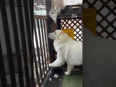 Lily リリー #greatpyrenees #todaysrunrun #グレートピレニーズ #今日のルンルン