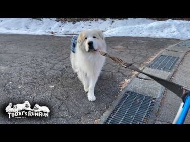 のんびり散歩だけど寄り道とルートにはこだわるアランです　Great Pyrenees　グレートピレニーズ