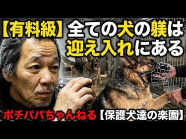 【有料級】全ての犬の躾は迎え入れにある