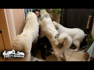 出発前にお父さんを包囲するアランとベルとリリーです　Great Pyrenees　グレートピレニーズ