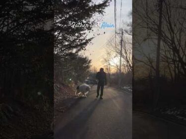Father and Alain #greatpyrenees #todaysrunrun #グレートピレニーズ #今日のルンルン