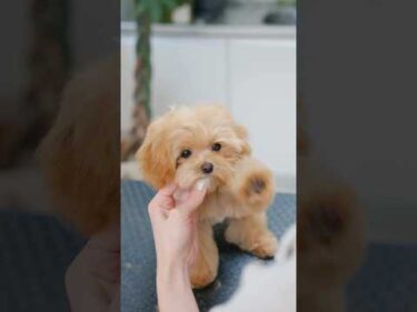 イヤイヤして前足が出ちゃう子犬をトリミングしたら・・・