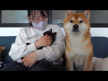 疲れたママを柴犬と子猫で奪い合い…結末が優しすぎた。。
