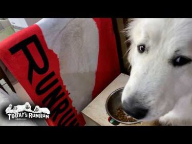 ご飯はのんびり味わって食べる派のリリーです Great Pyrenees　グレートピレニーズ