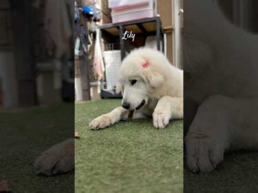 Lily リリー #greatpyrenees #todaysrunrun #グレートピレニーズ #今日のルンルン