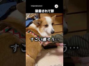 サスペンダーでオムツ固定したら…｜PECO