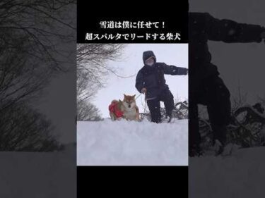 柴犬は超スパルタ！？人間の散歩手伝います #shibainu #犬のいる暮らし #大雪