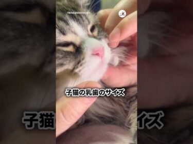 グラグラ🦷｜PECO