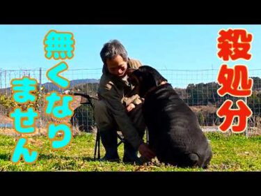 殺処分ゼロを目指す！だからより良いドッグライフを過ごして欲しいのです