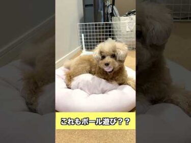 虎太郎にボールを上げたら返ってこなくなりましたｗ #トイプードル #犬 #dog