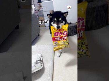 一緒に食べよ〜！｜PECO