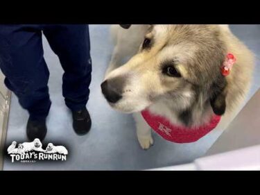 シャンプーで真っ白！ピンクのリボンもとってもお似合いのベルです　Great Pyrenees　グレートピレニーズ