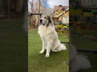 Belle ベル #greatpyrenees #todaysrunrun #グレートピレニーズ #今日のルンルン