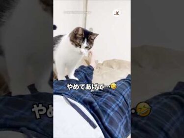 飼い主さんの狙いすぎやろ😂｜PECO
