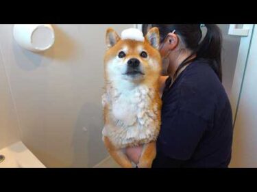 シャワーが大嫌いな柴犬に‥ママが試した“ある方法”