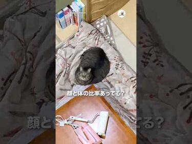 顔と体の比率合ってる？｜PECO