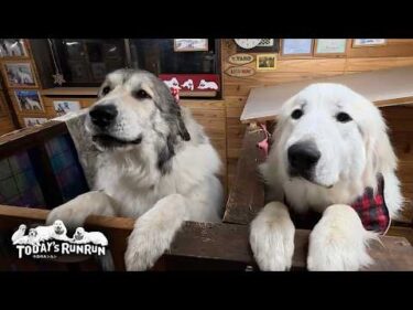 シャンプー後の匂いに慣れるまで犬舎待機していたベルとリリーです　Great Pyrenees　グレートピレニーズ