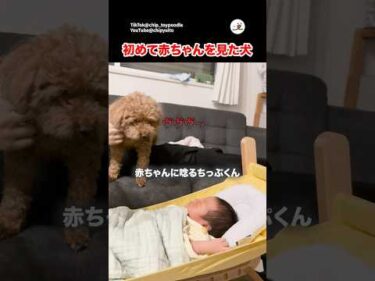 あんなに警戒していたけど…｜PECO