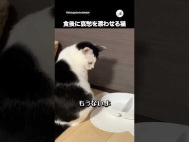 もう食べたじゃん！！笑｜PECO