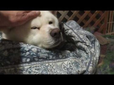 【秋田犬ゆうき】飼い主の毛布もふわふわだけど自分の布団を暖めたばかりなのでもう動かない【akita dog】