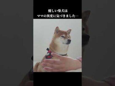 優しい柴犬はママの異変に気づきました‥ #shibainu #犬との暮らし　#体調不良