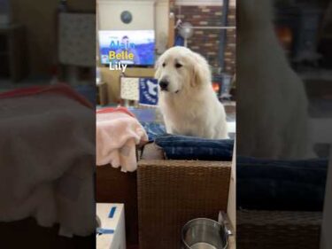 Alain Belle Lily #greatpyrenees #todaysrunrun #グレートピレニーズ #今日のルンルン