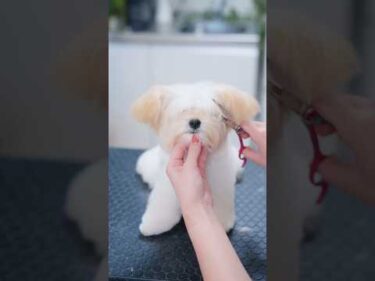 長すぎる前髪を切ったら・・・