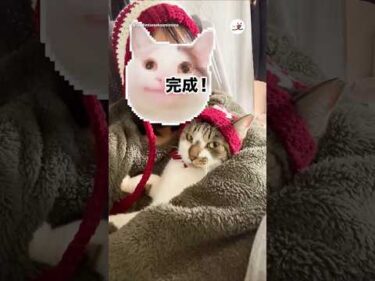 愛猫とお揃いの帽子を編んでみた｜PECO