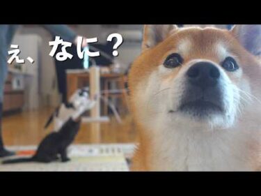 ママは気づきました…ネコの異変に。