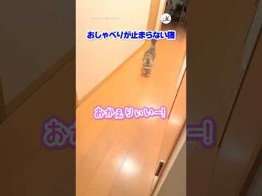 主さん帰宅時の猫｜PECO