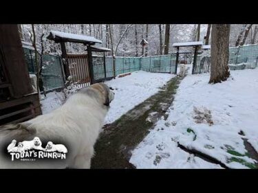 睨み合いからジリジリ歩み寄り…お互いのスキを狙うベルとリリーです　Great Pyrenees　グレートピレニーズ