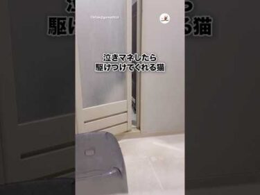 泣きマネしたら来てくれる猫｜PECO