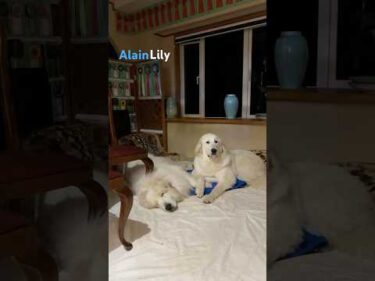 Alain Lily #greatpyrenees #todaysrunrun #グレートピレニーズ #今日のルンルン