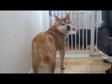 元気がない柴犬…本気で心配したらまさかの理由でした