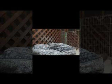 秋田犬をさがせ！