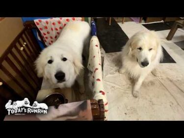 愛情ご飯を味わって食べるリリーと奪おうと狙うアランです　Great Pyrenees　グレートピレニーズ