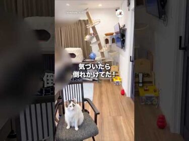 気づいたら倒れかけてた！｜PECO