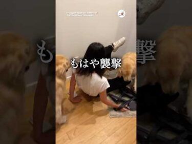 激しすぎるお出迎え｜PECO