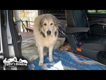 ルンルン号大掃除をつきっきりで監督したベルです　Great Pyrenees　グレートピレニーズ