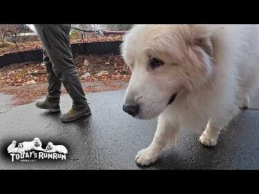 久しぶりのロングコースを元気に歩ききったアランです　Great Pyrenees　グレートピレニーズ