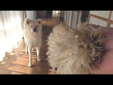 【秋田犬ゆうき】飼い主との廊下遊びは楽しいけど若干面倒臭いのですぐ部屋へ戻ろうとする【akita dog】