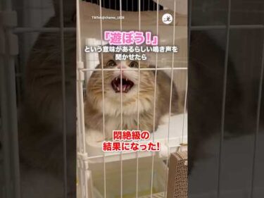 遊びに誘う鳴き声の音声を聴かせてみたら｜PECO