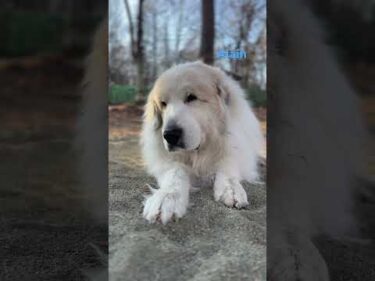 Alain アラン #greatpyrenees #todaysrunrun #グレートピレニーズ #今日のルンルン
