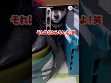 かくれんぼして出れなくなった犬｜PECO