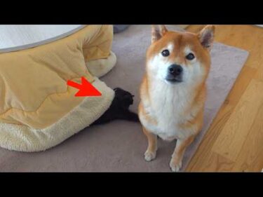 子猫が狩りの練習⁉︎相手に選ばれたのが柴犬ハチでした。。