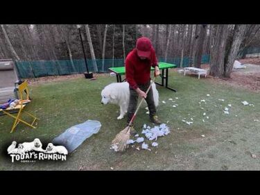 熊手を準備してイタズラ…とってもお利口なリリーです　Great Pyrenees　グレートピレニーズ