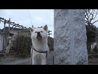 【秋田犬ゆうき】冷え込んだ朝のお散歩は冬毛が抜けた身には丁度良いのでのんびり歩く【akita dog】