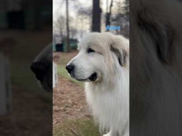 Alain アラン #greatpyrenees #todaysrunrun #グレートピレニーズ #今日のルンルン